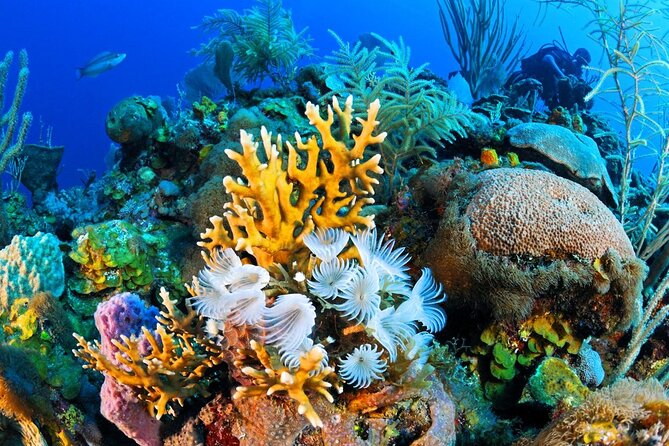 Ras Mohamed Nature Reserve Snorkeling Tour W/ White Island by Yacht - Tour Details