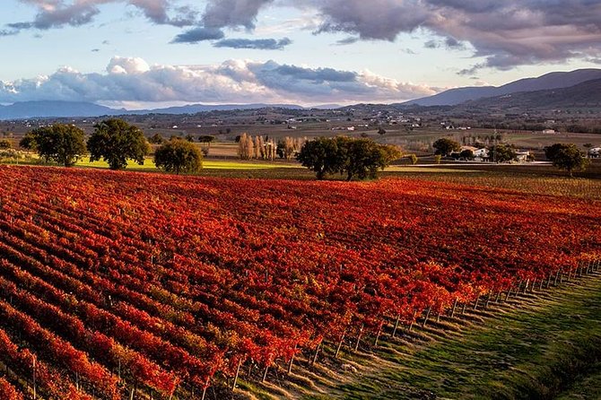 Relaxing Wine Tour With Food & Wine Tasting - Umbria - Overview and Sample Menu