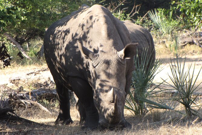 Rhino Walk - Directions