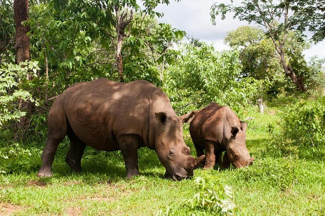 Rhino Walking Safari in the Musi Otunya National Park - Pickup Details