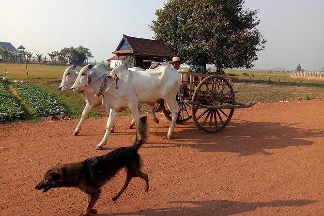 Rice Fields & Rural Villages Tour - Tour Inclusions