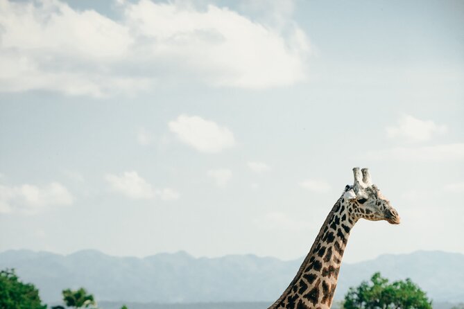 Ruaha National Park And Mikumi National Park Budget Safari 6 Days 5 Nights - Activities Included