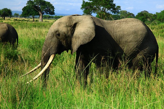 Ruaha Unforgettable - Transportation and Logistics