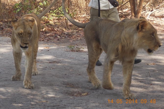 Safari To Fathala, Senegal - Pricing and Reservations
