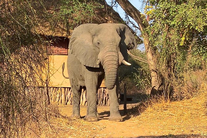SAFARI – Zakouma National Park