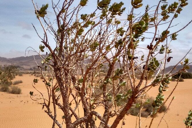 Sahara Desert 2 Days Trip From Agadir