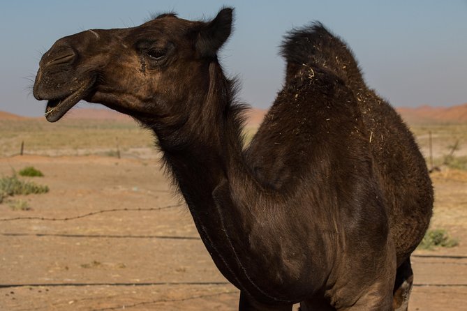 Salalah: Rub Al Khali Desert and the Lost Bedouin City of Ubar