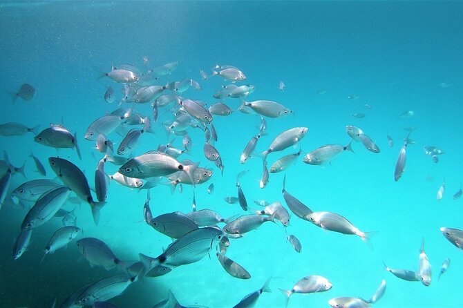 San Teodoro: Snorkelling in Tavolara Marine Protected Area - End Point Information