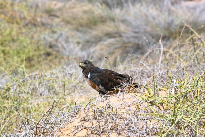 Sandwich Harbour Half-Day 4x4 Tour (5 Hours) From Walvis Bay - Itinerary Highlights