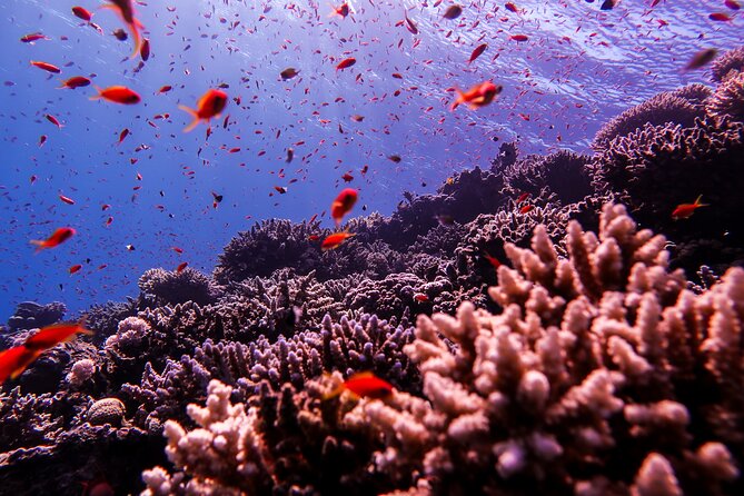 Scuba Dive and Explore Aqabas Red Sea With a Private Guide - Booking Confirmation