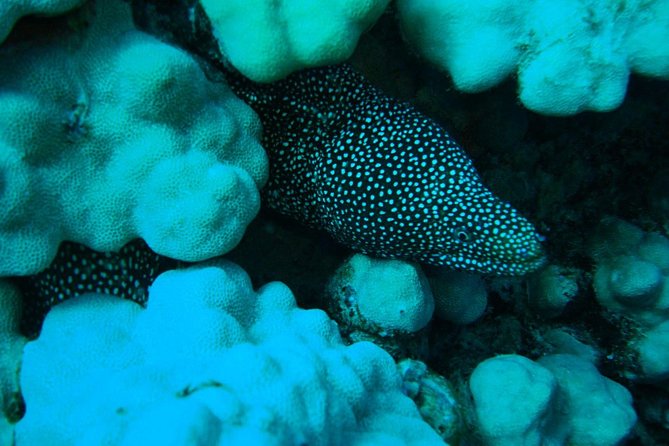 SCUBA DIVE: Kallitheas Underwater Exploration - Transportation: Complimentary Pickup and Drop-Off