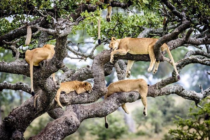 SERENGETI - 4 Days - Wildlife Safari Experience