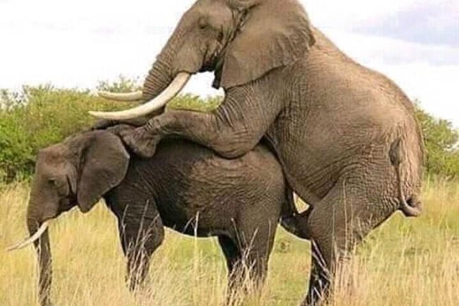 Serengeti National Park 4 Days Safari Camping - Wildlife Encounters
