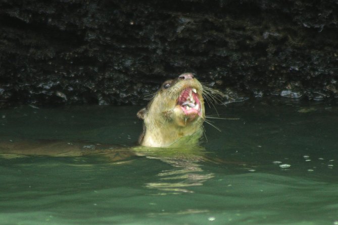 Sharing Basis Half-Day Mangrove Safari Boat Tour in Langkawi - Tour Overview