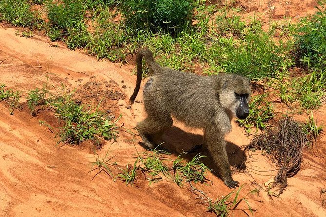 Shimba Hills Excursion