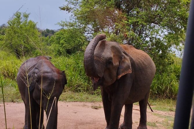 Sigiriya, Dambulla and Minneriya National Park Private Tour In