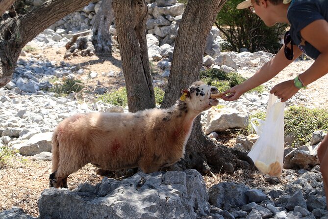 Small-Group Olive Oil Tour in Cres With Tasting - Itinerary
