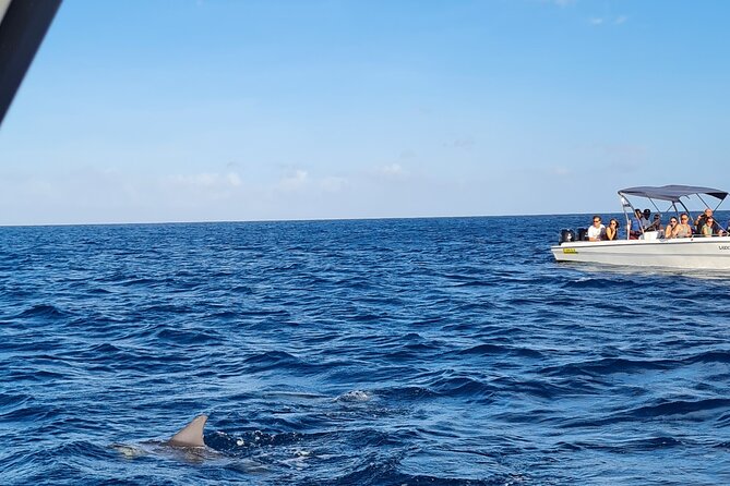 Snorkel With Dolphins, Lunch on Benitiers Island, Speedboat - Activity Overview