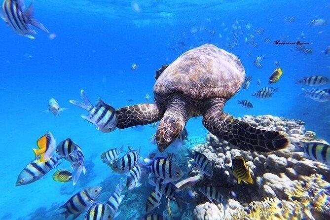 Snorkeling Adventure In Abu Dabbab Beach