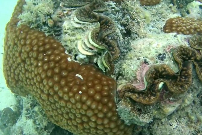 Snorkeling At Misali Island - Meeting Point and Tour Schedule