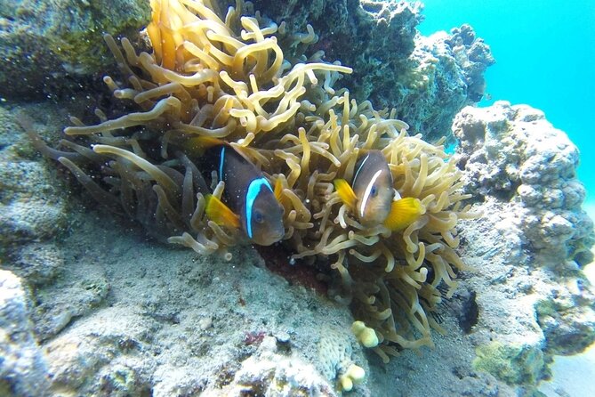 Snorkeling Trip With Pick up ( Beach) - Accessible Meeting Point at Dive Center