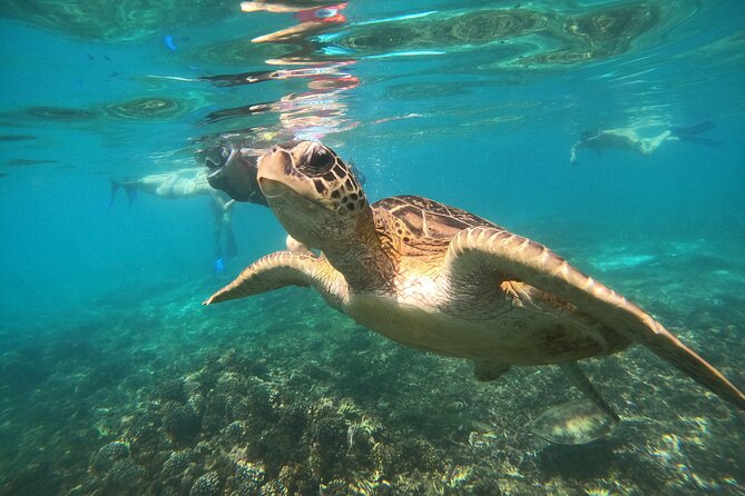 Snorkelling Tours to Daymaniyat Island - What To Expect