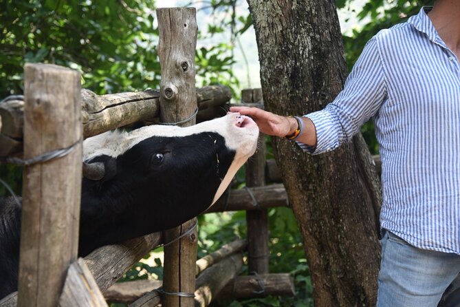 Sorrento Farm Experience: Wine Tasting, Pizza and Cheese Making - Location and Pricing