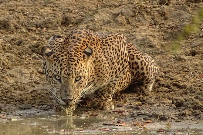 Special Leopards Safari Yala National Park - 04.30 Am to 11.30 Am - Location Details