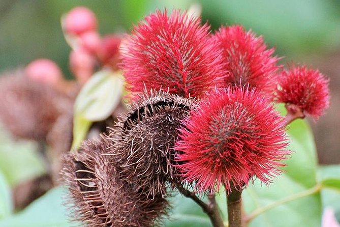 Spice Farm Tour -Half Day - Itinerary Details