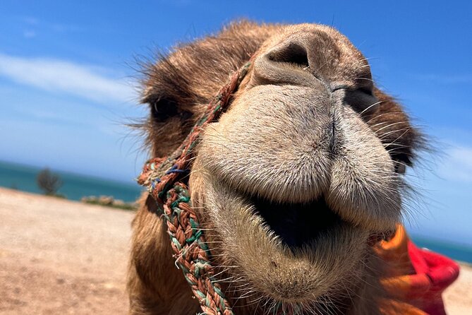 Sunset Camel Ride on Achakkar Beach Including Traditional Dinner - Price and Availability Information