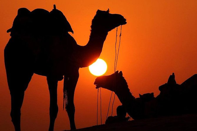 Sunset Camel Ride With Tea Break in the Palm Grove of Marrakech - Tour Overview