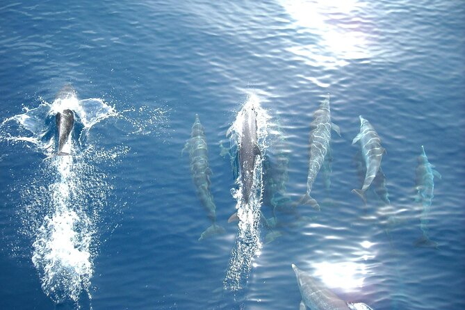 Sunset Dolphin Watching Boat Tour From Vrsar - Additional Information