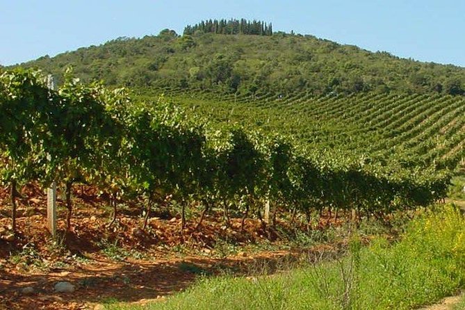 Suvereto Wine Experience PRIVATE TOUR From SIENA - Wine Tasting Experience