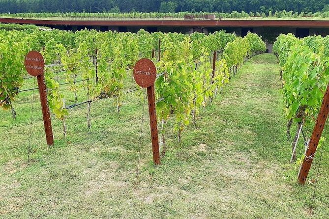 Sweet Hills of Chianti & San Gimignano With Lunch & 2 Tastings - Reviews and Ratings