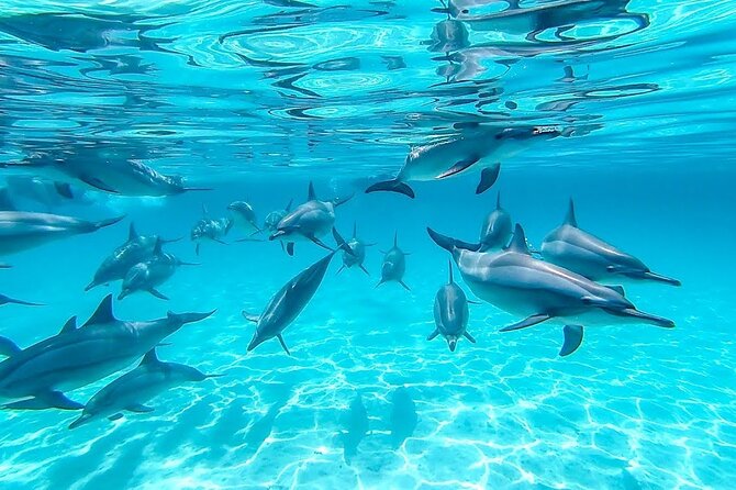 Swim With Dolphin in Dolphin House Satayeh Reef Snorkeling Sea Trip