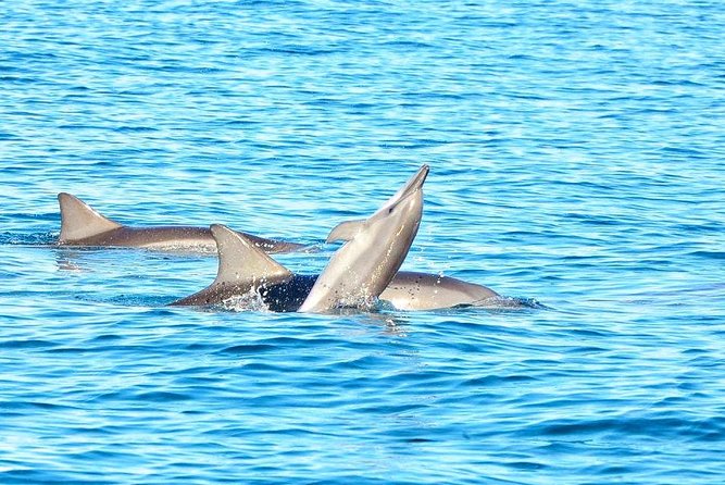 Swim With Wild Dolphins and Visit 4 Beaches in the North - Inclusions