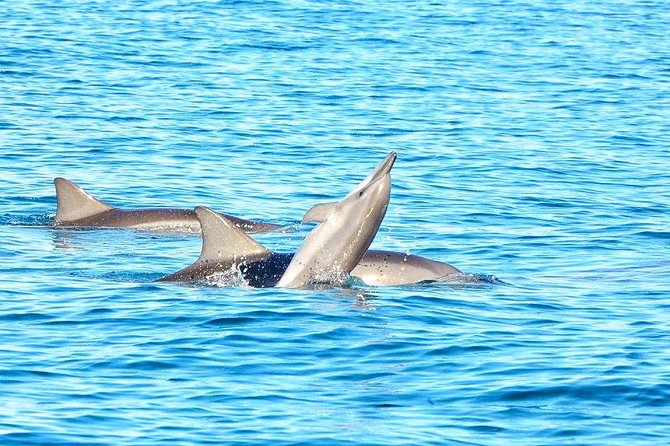 Swim With Wild Dolphins & Benitiers Island With Lunch & Transport - Additional Information