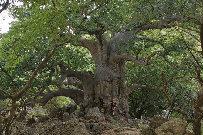 Taiq Cave and Baobab Forest Hiking by Takamul Travel - What to Bring