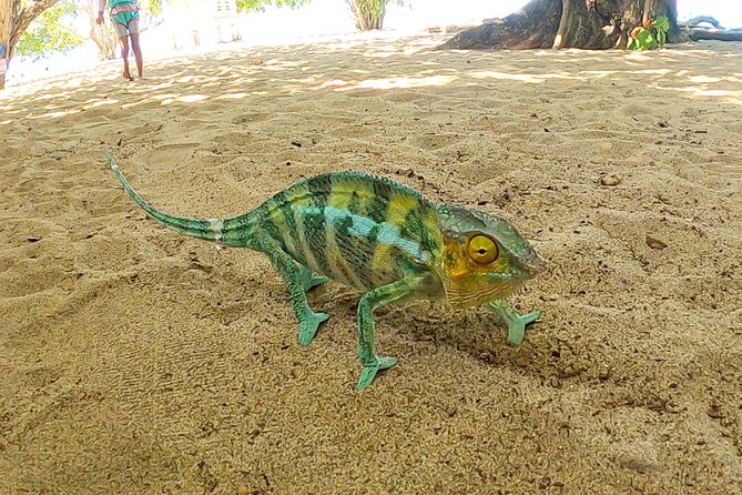 Tanikely Marine Park and Nosy Komba Private Guided Tour - Pickup and Meeting Points Details