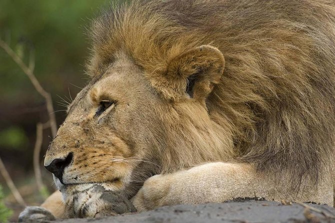 Tanzania Bush to Beach Safari Adventure - National Parks Exploration