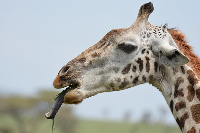 Tanzania Experience Safari and Tours - Logistics