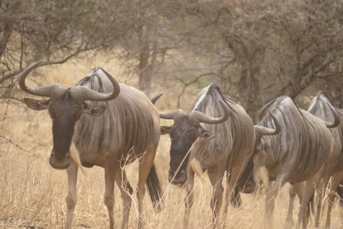 Tanzania Private Classic Safari - 7 Days - Accommodation Details