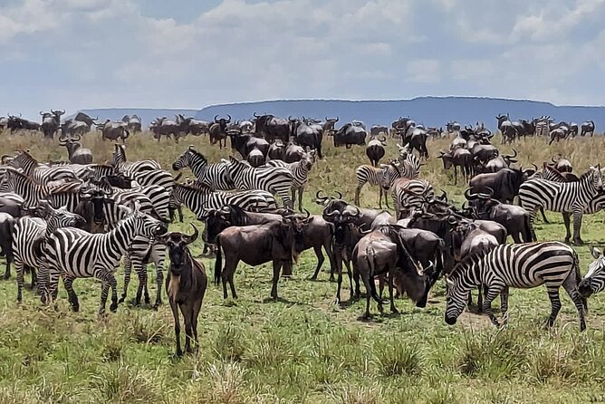 Tanzania Wildlife Safari Budget Camping - Itinerary Highlights