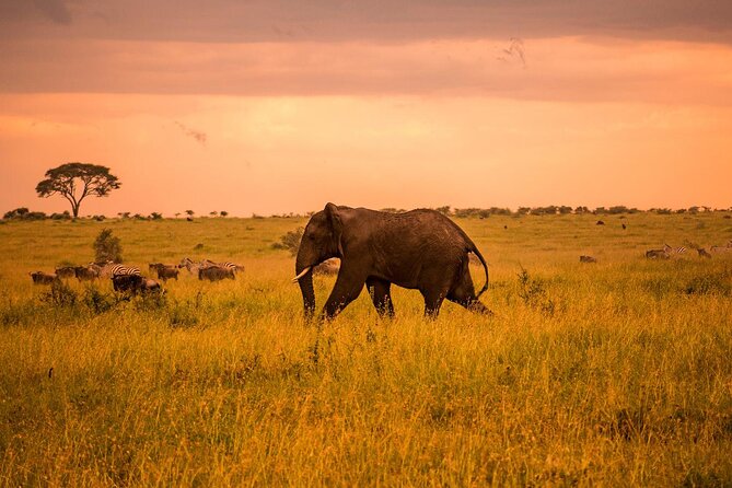 Tarangire Budget Full Day Tour From Arusha - Itinerary Details