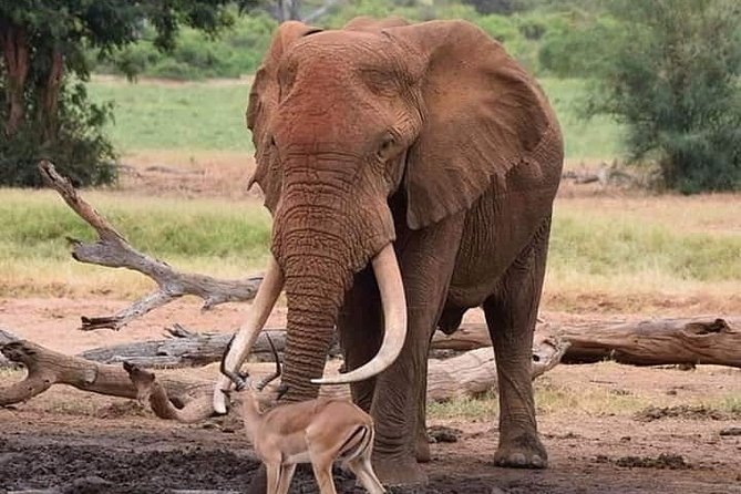 Tarangire National Park Day Trip - Wildlife Diversity in Tarangire