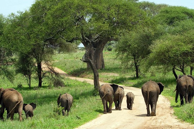 Tarangire National Park Guided Day Tour From Arusha - Tour Inclusions