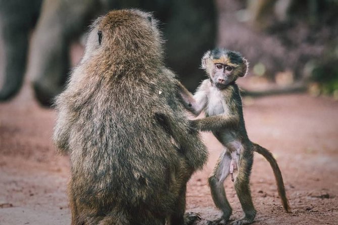 Tarangire National Park: Guided Day Tour From Arusha - Tour Exclusions