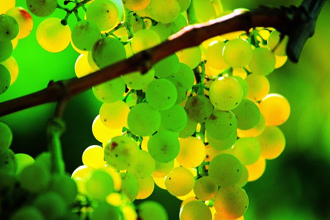 Tasting of Award-Winning Olive Oils - Location and Meeting Point