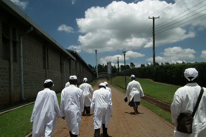 Tea Farm Tour: Kiambethu Tea - Lunch Experience