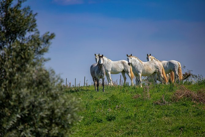 Tour Between Bulls in Lezíria - Location Details
